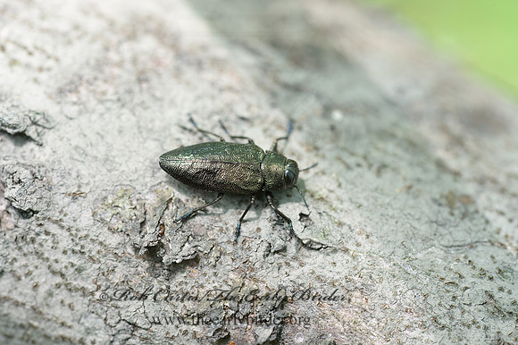 Actenodes simi  METALLIC WOOD-BORING BEETLE 9066338z