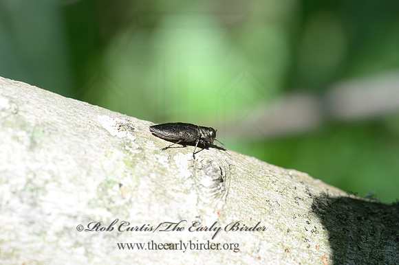 Actenodes simi  METALLIC WOOD-BORING BEETLE 9066339z