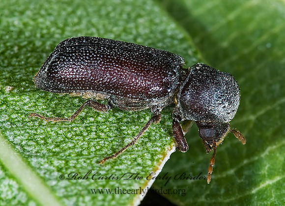 Amphicerus simplex  HORNED POWDER POST BEETLE 6024743z
