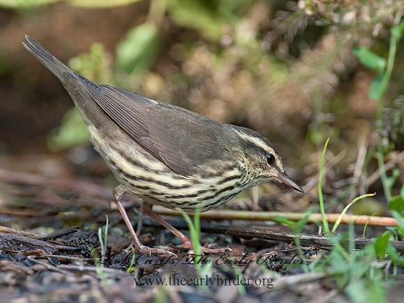 Parkesia noveboracensis  NORTHERN WATERTHRUSH 8029052z