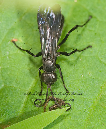 Anoplius (Anoplius) virginiensis  SPIDER WASP 8015033z
