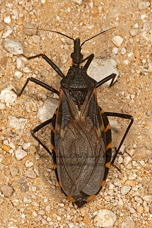 Triatoma gerstaeckeri  BLOODSUCKING CONENOSE 3032047z