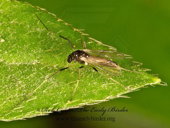 Paratendipes albimanus  BLACK MIDGE 9069039z