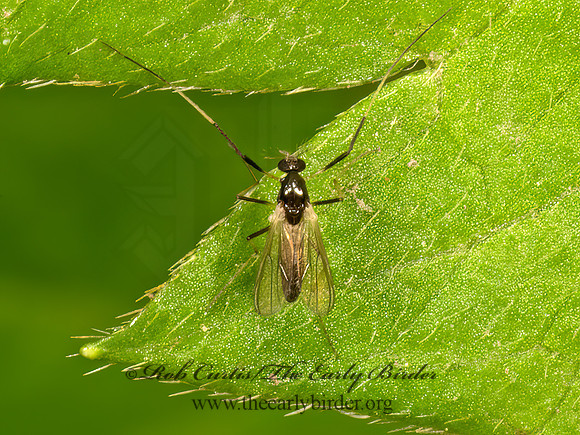 Paratendipes albimanus  BLACK MIDGE 9069037z