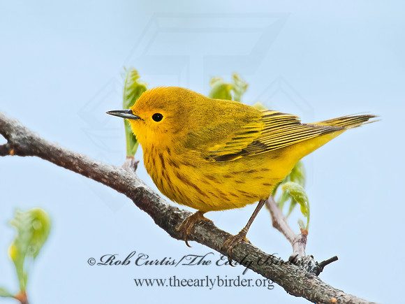 Setophaga petechia  YELLOW WARBLER 3007893z
