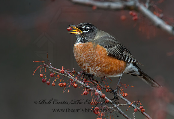 Turdus migratorius  AMERICAN ROBIN 6036500z