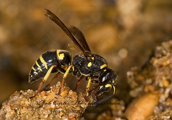 Euodynerus foraminatus 8008525z