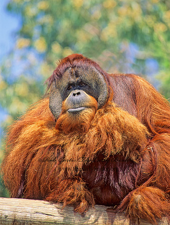 Pongo pygmaeus  ORANGUTAN 126604z