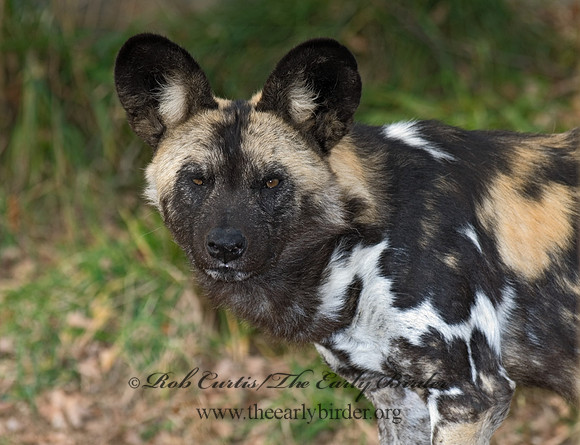 Lycaon pictus  CAPE WILD DOG  6018788