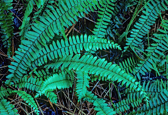 Asplenium platyneuron  EBONY SPLEENWORT 168609z