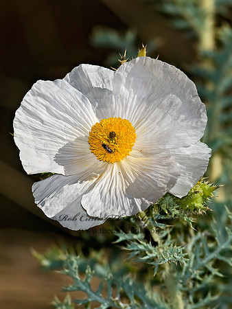 Argemone albiflora  WHITE PRICKLY POPPY 6027002z