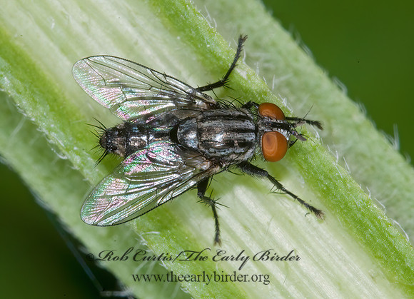Sarcophagidae  FLESH FLY 6006936z