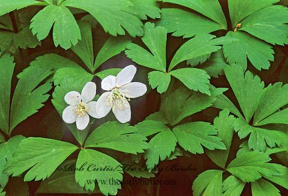 Anemone quinquefolia  AMERICAN WOOD ANEMONE 280005z