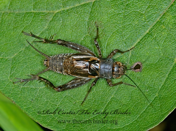 Allonemobius fasciatus STRIPED GROUND CRICKET  6014411 z
