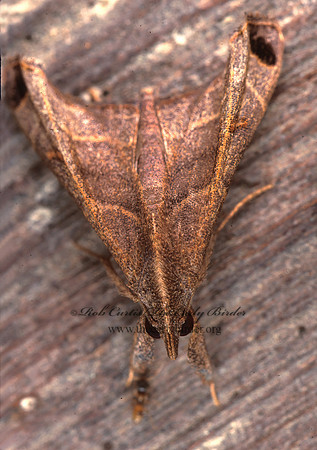 Palthis LITTER MOTH 194416z