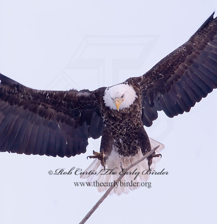Haliaeetus leucocephalus  BALD EAGLE 6020810z
