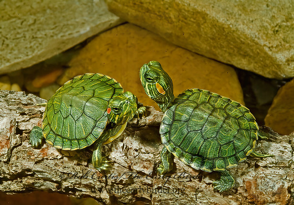 Trachemys scripta elegans  RED EARED SLIDER  4002589z