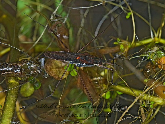 Aquarius remigis  WATER STRIDER 7008927z