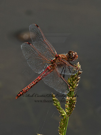 Sympetrum corruptum VARIEGATED MEADOWHAWK 9024371