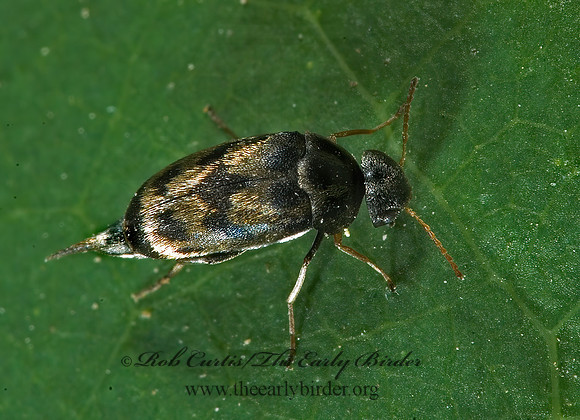Paramordellaria triloba 5009800z
