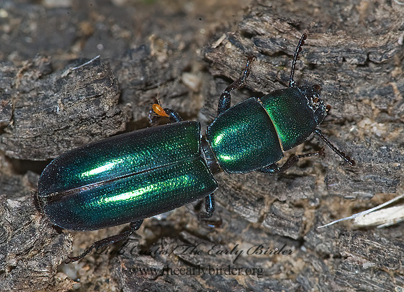 Temnoscheila aerea   BARK-GNAWING BEETLE 7007347z