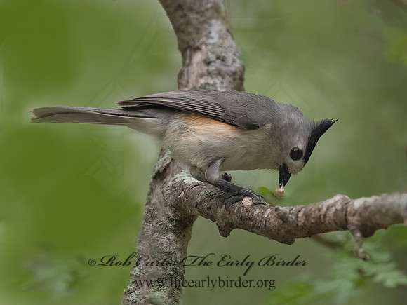 Baeolophus atricristatus  BLACK-CRESTED TITMOUSE 3031143z