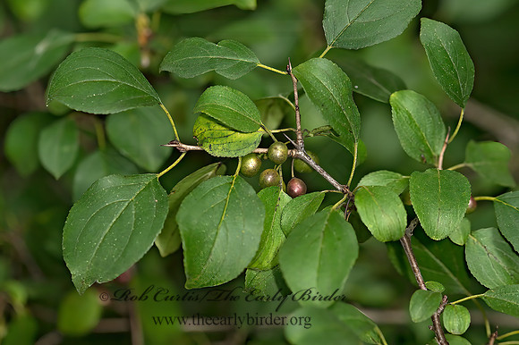 Rhamnus cathartica  COMMON BUCKTHORN 9040937z