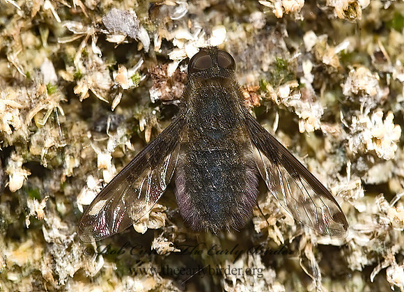 Hemipenthes scylla  BEE FLY 6026055z
