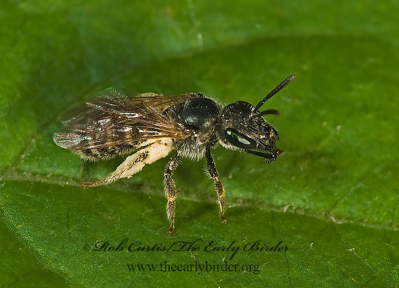Halictus (Seladonia) confusus  CONFUSING FURROW BEE 8005152 z