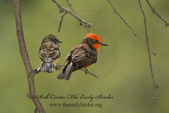 Pyrocephalus rubinus  VERMILION FLYCATCHER 5005286Z