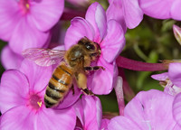 Apis mellifera WESTERN HONEYBEE 5011952z