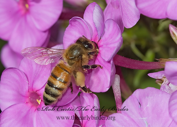 Apis mellifera  WESTERN HONEYBEE 5011952z