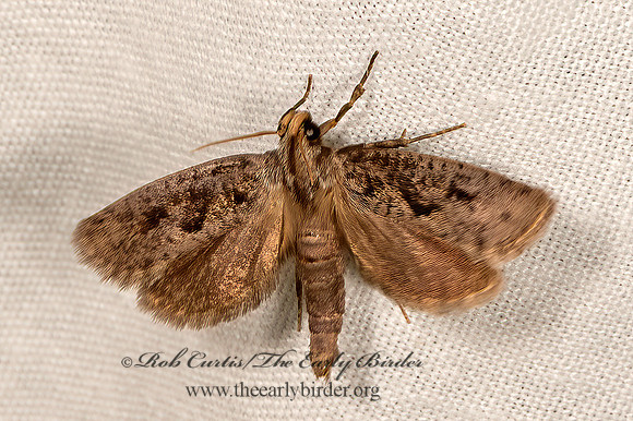 Acrolophus popeanella  CLEMENS' GRASS TUBEWORM MOTH 9066444z