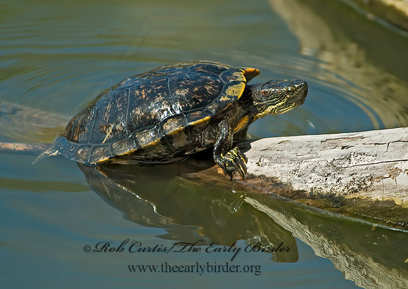 Trachemys scripta elegans  RED EARED SLIDER  4000052z