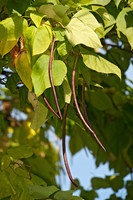 Catalpa speciosa  NORTHERN CATALPA 8031622z