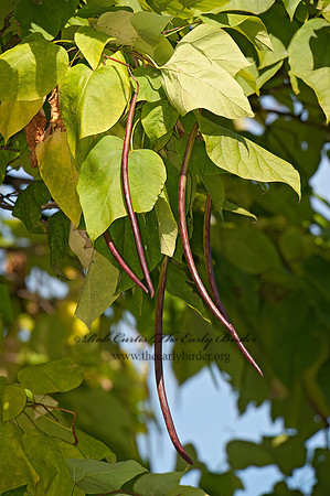 Catalpa speciosa  NORTHERN CATALPA 8031622z