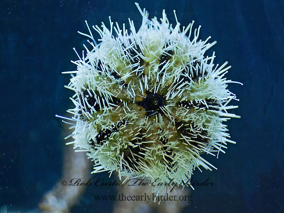 Euechinoidea t1  GRAY SEA URCHIN 4002799z