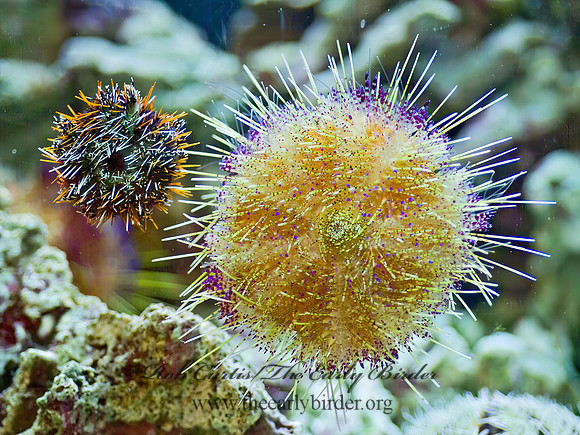 Euechinoidea t2  ORANGE SEA URCHIN 4002800z