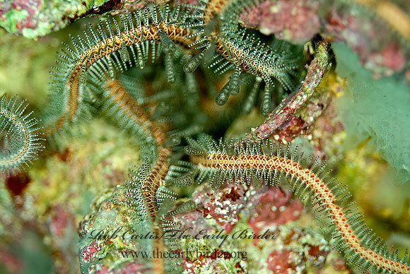 Ophiomastix annulosa  CHAIN-LINK BRITTLE STAR 4002791z