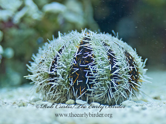 Euechinoidea t1  GRAY SEA URCHIN  4002801z