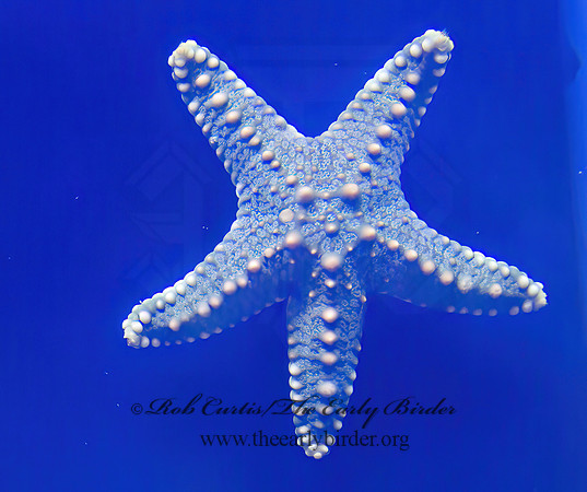 Starfish  4002803z
