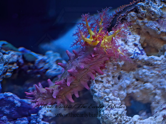 Holothruoidea t1  PINK SEA CUCUMBER 4002807z