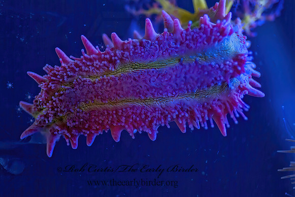 Holothruoidea t1  PINK SEA CUCUMBER 4002804z