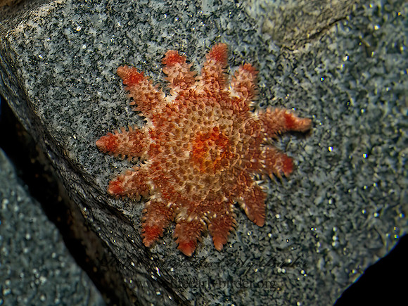 Crossaster papposus  SPINY SUNSTAR 9031420z
