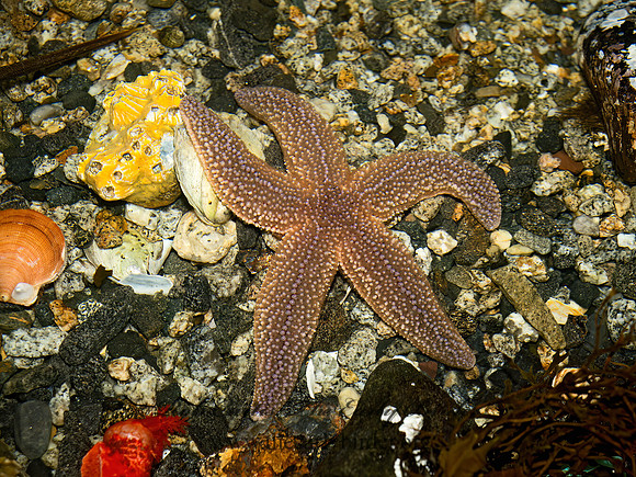 Asteria vulgaris  NORTHERN SEA STAR 9031455z
