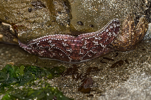 Piaster ochraceus  OCHRE SEA STAR 9059304z