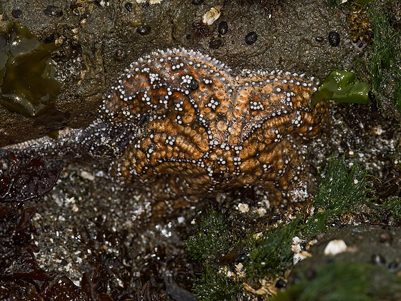 Piaster ochraceus  OCHRE SEA STAR 9059309z