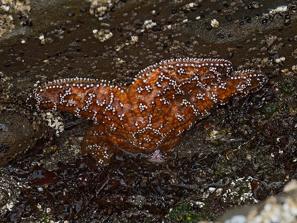 Piaster ochraceus  OCHRE SEA STAR 9059305z