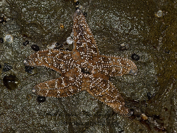 Piaster ochraceus  OCHRE SEA STAR 9059343z
