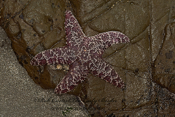 Piaster ochraceus  OCHRE SEA STAR 9059339z